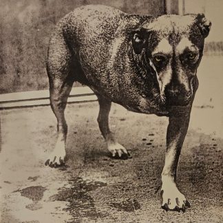 Alice In Chains - Alice In Chains vinyl